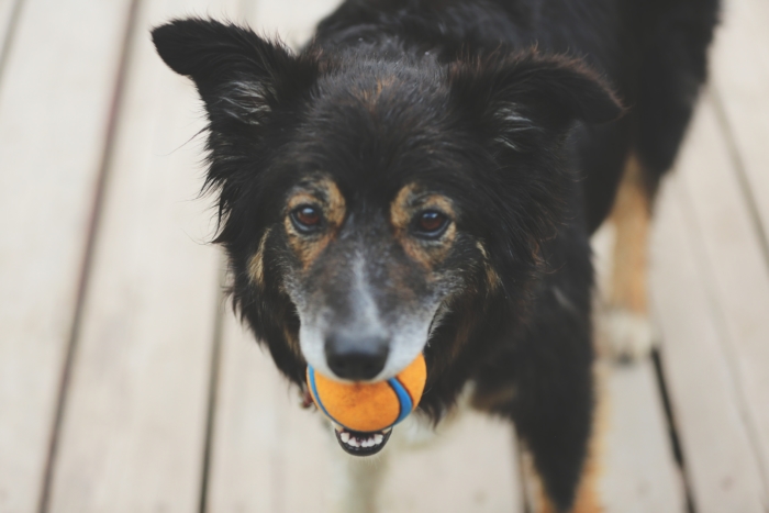 Dog bringing ball back