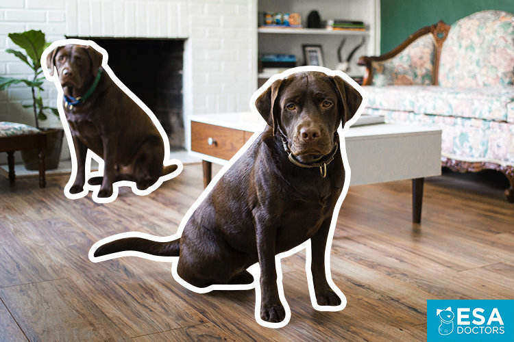 7 Excuses Landlords, HOA’s, and Condos Can’t Use to Deny an Emotional Support Animal