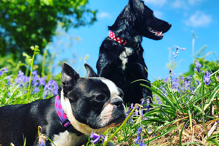 It is possible to have an emotional support animal and a service dog if each animal is required for the well-being and treatment of the handler's disability. - ESA Doctors