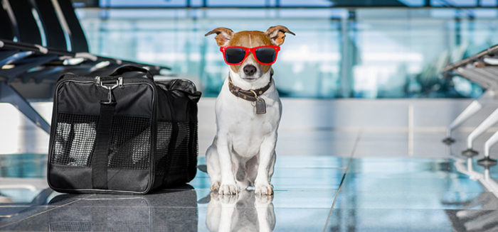 How To Fly with a Dog