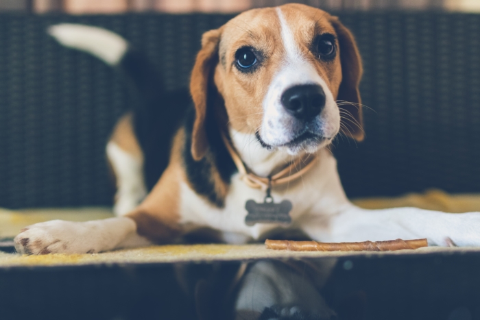 Dog wagging his tail