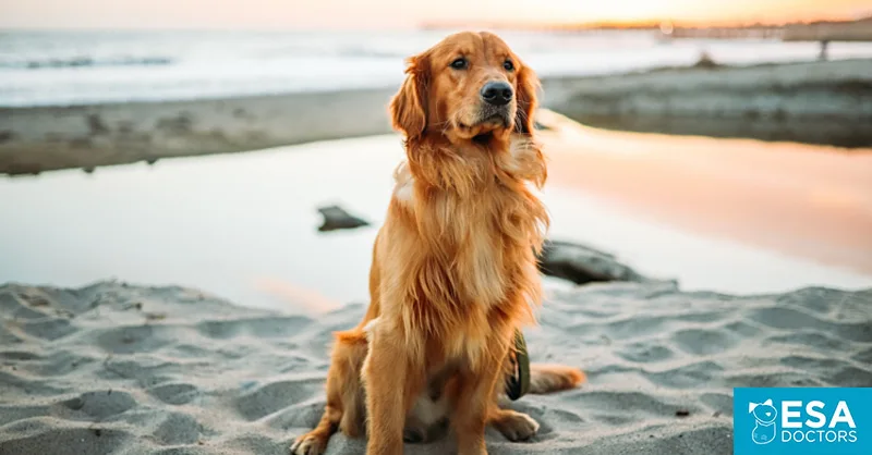 California ESA Dog