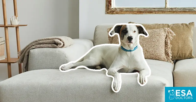 Finding Pet-Friendly Apartments in Your City