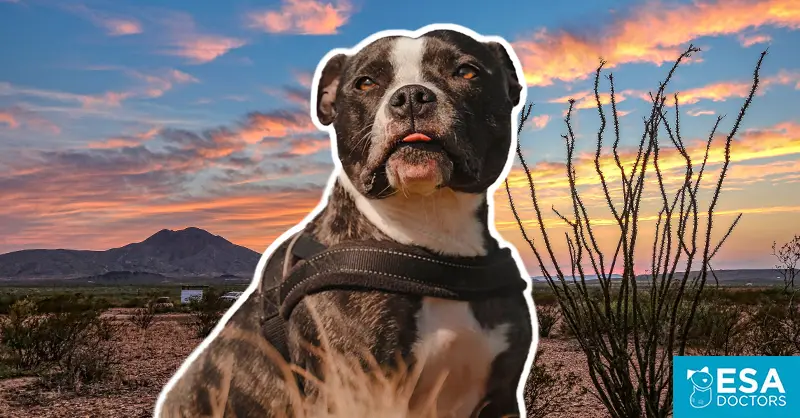 How to Register an Emotional Support Animal in Texas - ESA Doctors