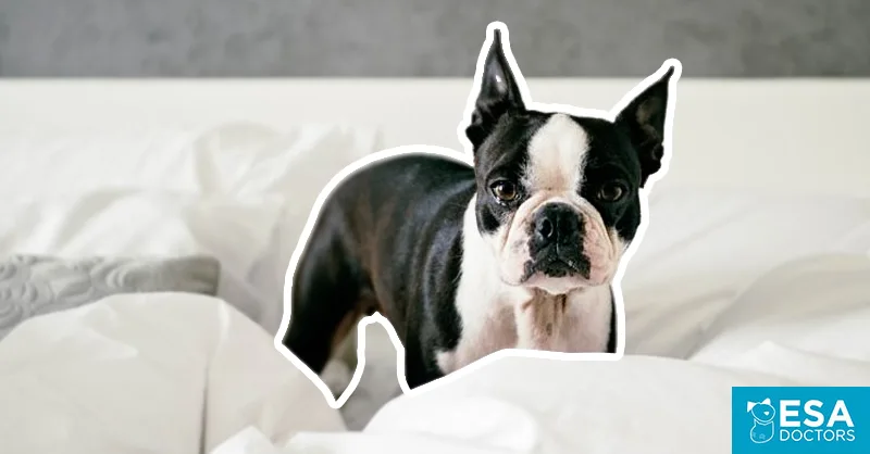 What is the Fair Housing Act for Emotional Support Animals?